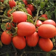 pomidor-SEMAPRIM[1].jpg